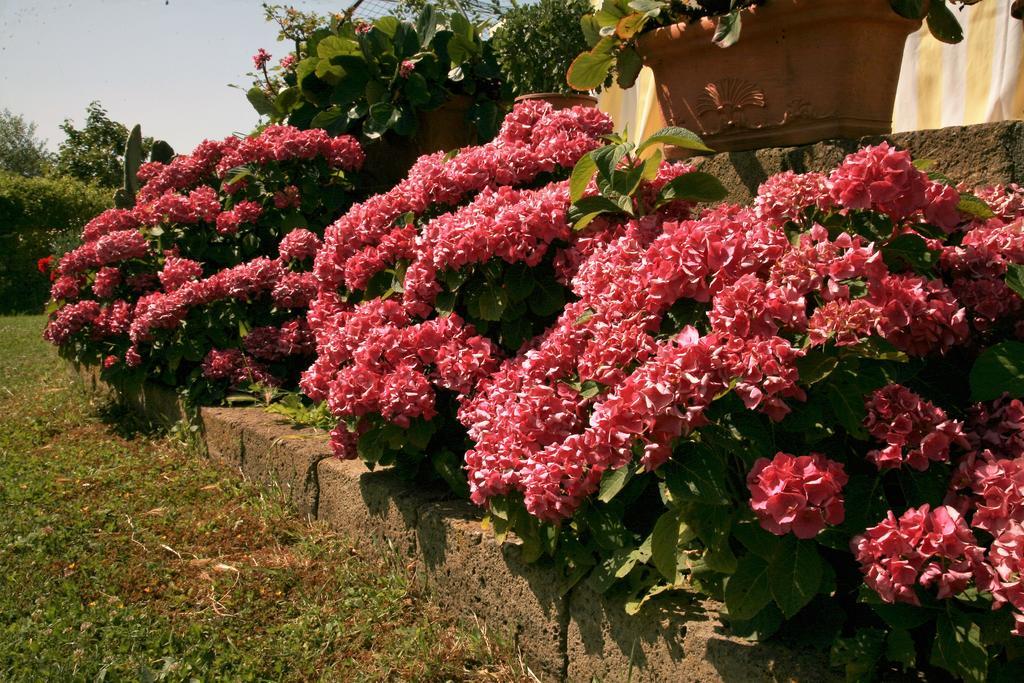 Agriturismo Agri E Arte Manciano Eksteriør bilde